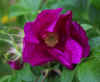 77-pink-flower1.jpg (90387 bytes)