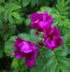 79-pink-flower3.jpg (140031 bytes)