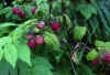 01-wild-raspberries.jpg (314569 bytes)