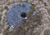 00z.jpg (499276 bytes)