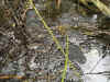 21-spawn.jpg (1115076 bytes)