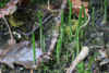 54-2020-01-25-garlic3.jpg (294727 bytes)