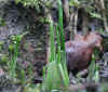 55-2020-01-25-garlic2.jpg (388204 bytes)