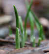56-2020-01-25-garlic1.jpg (355450 bytes)