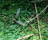 79-crane-fly.jpg (482990 bytes)