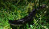 80-slug-black-eggs.jpg (428528 bytes)