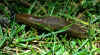 82-slug-brown.jpg (360810 bytes)