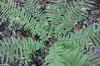 54-2019-12--07-ferns.jpg (562069 bytes)