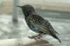 86-starling.jpg (210303 bytes)