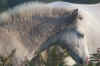 84-horse.jpg (260623 bytes)