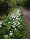 74-wild-garlic-canal.jpg (531229 bytes)