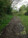 00r-tree-down.jpg (673808 bytes)