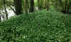 00s-wild-garlic.jpg (500145 bytes)