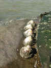 08-limpets.jpg (447521 bytes)