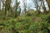 14-bryn-hir-woodland-2.jpg (570861 bytes)