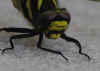 43-2017-06-19-df04-head.jpg (201085 bytes)