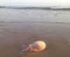 62-2017-06-20-jellyfish1.jpg (351531 bytes)
