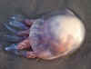 63-2017-06-20-jellyfish2.jpg (341472 bytes)