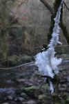 36-hair-ice83.jpg (265041 bytes)