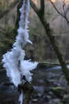 59-hair-ice82.jpg (163568 bytes)