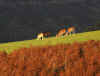 93-mg-deer.jpg (318159 bytes)