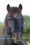 23-horse.jpg (104651 bytes)