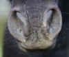 24-horse-nostrils.jpg (123802 bytes)
