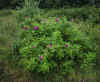 76-pink-flower4.jpg (298157 bytes)