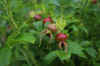 78-pink-flower2.jpg (89558 bytes)
