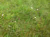 82-sheeps-tails2.jpg (382886 bytes)