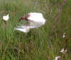 83-sheeps-tails.jpg (302839 bytes)