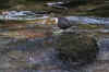 63-bird-close-up.jpg (165060 bytes)