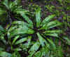 82-tong-plant1.jpg (302237 bytes)
