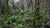 83-tong-plant2.jpg (485796 bytes)