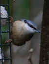 91-nuthatch2.jpg (186208 bytes)