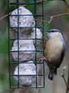 91-nuthatch.jpg (295178 bytes)