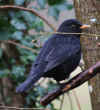 92-blackbird.jpg (230263 bytes)