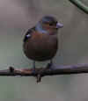93-chaffinch-female2.jpg (190235 bytes)