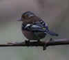 93-chaffinch-female3.jpg (147192 bytes)