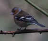 93-chaffinch-female.jpg (151930 bytes)