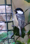 94-coal-tit2.jpg (218140 bytes)