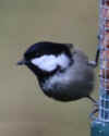 94-coal-tit3.jpg (149432 bytes)