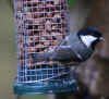 94-coal-tit.jpg (232302 bytes)