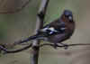 95-chaffinch-male.jpg (130121 bytes)