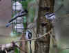 96-long-tailed-tits.jpg (259066 bytes)
