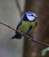 97-blue-tit2.jpg (140181 bytes)