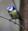 97-blue-tit.jpg (193423 bytes)