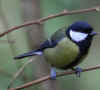 98-great-tit.jpg (107406 bytes)
