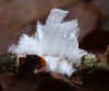 00z-hair-ice-01.jpg (175442 bytes)