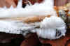 02-hair-ice-03.jpg (153092 bytes)